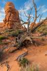 The Windows, Arches National Park, Utah, USA. Art Print